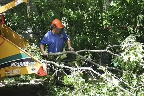 tree services Rineyville
